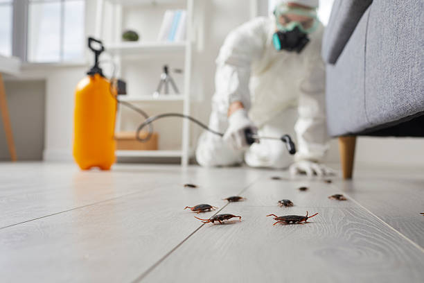 Commercial Kitchen Cockroach Control in Carrizo Springs